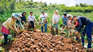 Harvesting Taro - Cooking Delicious Dishes with Taro - Northwest Vietnam Cuisine | SAPA TV