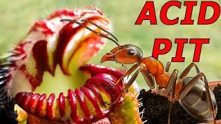 Ant Colony vs Carnivorous Plant