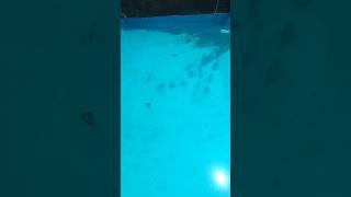 короче говоря, помыла бассейн #shorts #pool #swimming #summer #like #2023 #subscribe #cleaning #live