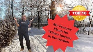 10 best plants for the winter garden