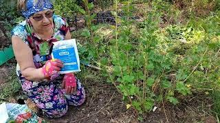 Обрезка и уход за крыжовником после сбора урожая