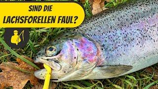 Lachsforellen mit Auftreibender Montage und Lifter Lure