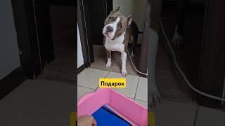 Амстафф Локи 4 года | Спасибо Подписчикам Из Телеграма | Стаффорд | Amstaff Loki