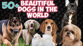 Top 50 Dog breeds in the world || Best Dog Breeds || Shabu's Vlog Pets World || Dog Video