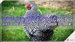 Wyandotte Chickens Are They Right For Your Flock