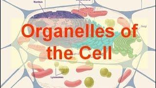 Organelles of the Cell