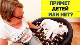 Что не так с нашим Английским Бульдогом? Где её материнский инстинкт? Нужны ли ей дети?