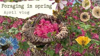 Spring has sprung! | Foraging, Gardening & Sunshine ︎