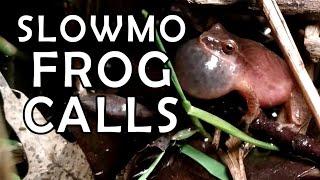 Gray tree frog and spring peeper mating calls in slow motion