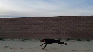 Lighting Fast Doberman Pinscher Running || ViralHog