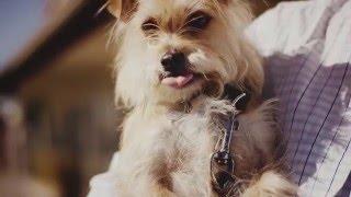 CANIDAE's Journey: From Our Family To Yours