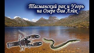 Тасманский рак и Угорь короткоребристый на Озере Дав Лэйк.   Русская Рыбалка 3.99.