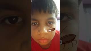 insect