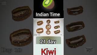 21 Days Transformation kiwi Fruit Time lapse #kiwi #itvideo #transformation