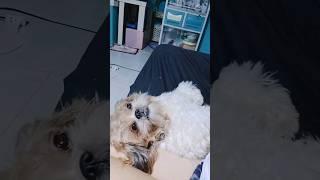 Lazy day for Coco the Shihtzu #shorts #cute #pets #furbaby #shihtzu #shihtzulife #dogs #coco