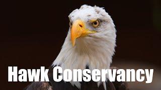 Hawk Conservancy Trust Bird of Prey Centre, Andover, Hampshire, UK | 4K 60