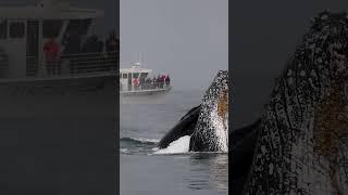 SURPRISING HUMPBACK WHALE LUNGE FEEDING IN FRONT OF WHALE WATCH BOAT Pt.2