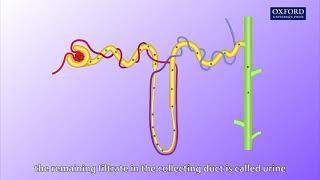 Animation E1, 1.1 Ultrafiltration and reabsorption