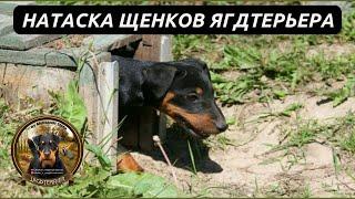 Охота с ягдтерьером, НАТАСКА ЩЕНКОВ ЯГДТЕРЬЕРА .Fox Hunt with Jagdterrier.