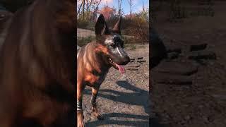 Fallout 4 Dogmeat is hiding a crazy secret...