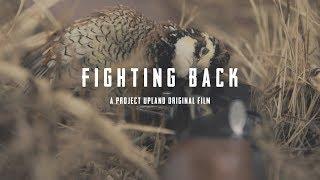 Missouri Quail Hunting - Fighting Back - A Project Upland Original Film