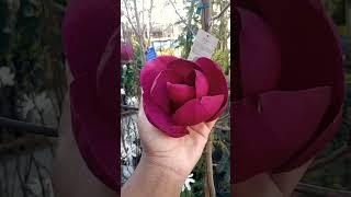 black tulip vs royal star magnolia