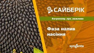 Сайберік: фаза налив насіння