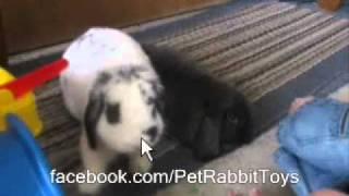 Mini Lop vs Holland Lop Rabbit: Rabbit Types Series