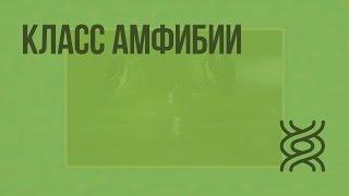 Класс Амфибии. Видеоурок по биологии 7 класс