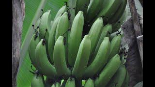 Production de la banane plantain en contre saison --- Pratique