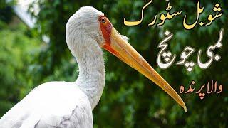 "Shoebill Stork: Africa ke Daldali Ilaaqon ka Anokha Parinda"|Untamed Tales