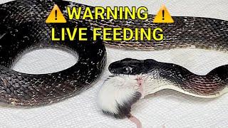 Warning | Rat Snake Eats 2 Mice | Live Feeding