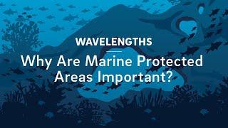 Why Are Marine Protected Areas Important?