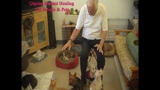 Profound Energy Healing for Dogs, Cats, People - Qigong Distant Energy Healing #energyhealing