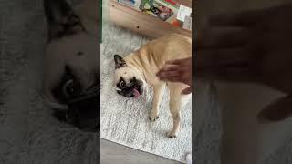 #funny #shortvideo #funnyanimals #funnydogs #cutedogs #shorts #animals