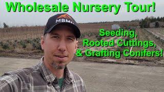 Touring a Wholesale Nursery: Seedlings, Cuttings, and Grafted Evergreen and Conifer Trees