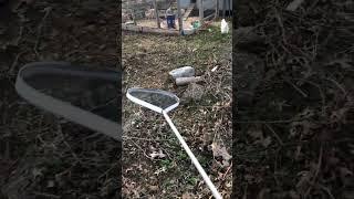 Chicken Herding 101 - Chicken Stick