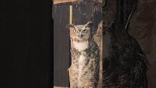 owl prefers you text before showing up at his door