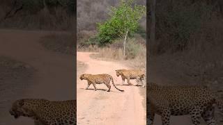 mating pair .2 leopard in one frame #leopard #wildlife #animals #jhalanaleopardsafari #jaipur