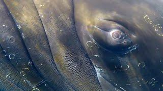 Really really close to a Humpback Whale in Antarctica!