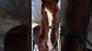 Poor sad horse  #horse #horselover #load #ai #shortvideo #animals