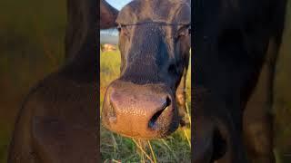  #cow