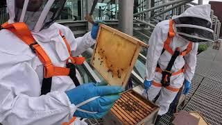 Livestream of Baltic Rooftop Bees' Hive Inspection