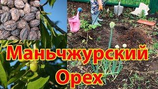 Как посадить и вырастить маньчжурский орех на Южном Урале - #1