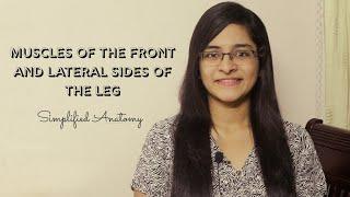 MUSCLES OF THE FRONT AND LATERAL SIDE OF LEG | ANATOMY | SIMPLIFIED