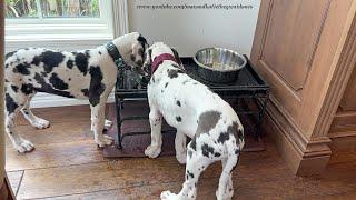 12 Week Old Harlequin Great Dane Puppies Prefer To Share A Bowl - Sharing Is Caring