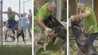 Cesar Breaks Up A German Shepherd And Pit Bull Dog Fight #shorts