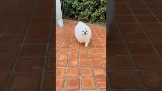 Lulu da pomerania #pets #desenho #cachorro #shorts #gato #cat # #animais #viralvideo #dog #bebe #pig