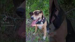 Bella is chillin!!!. cool!!!! #cooldogs #puppy #pets #hotday #sunny #YouTube