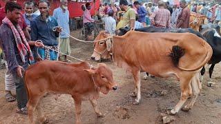 আজ ৮/৩/২৫ | কমদামের মধ্যে বরগুনার খামারী কেমন দামে গাভী বাছুর কিনছেন কাহারোল হাটে